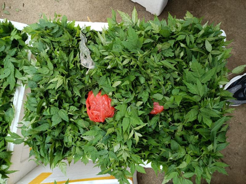 香椿小苗批发香椿芽苗高度10公分香椿树苗种植基地