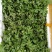 香椿小苗批发香椿芽苗高度10公分香椿树苗种植基地