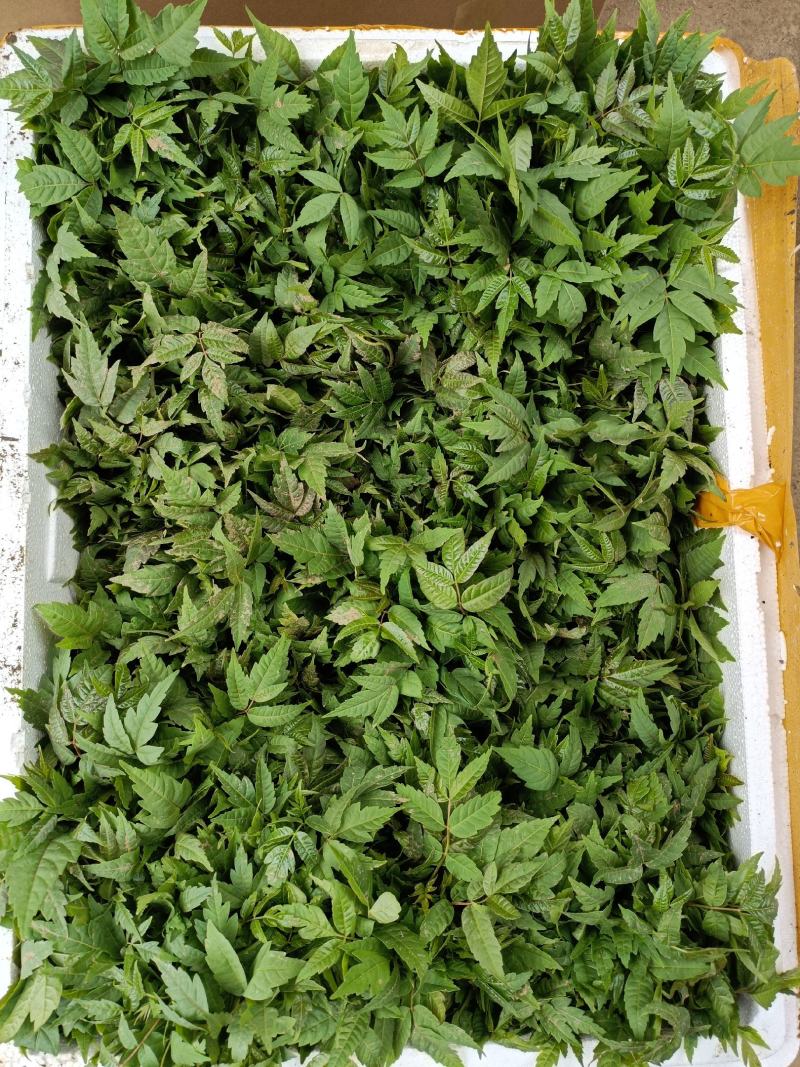 香椿小苗批发香椿芽苗高度10公分香椿树苗种植基地