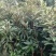 高山杜鹃(马樱花)各个规格齐全(袋苗)