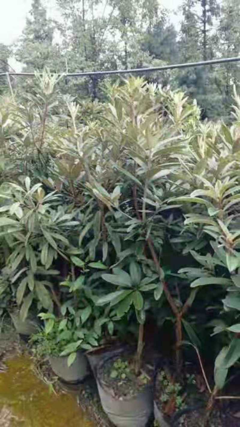 高山杜鹃(马樱花)各个规格齐全(袋苗)