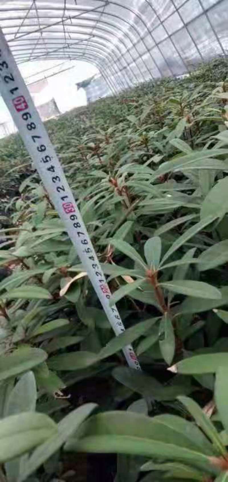 高山杜鹃(马樱花)各个规格齐全(袋苗)