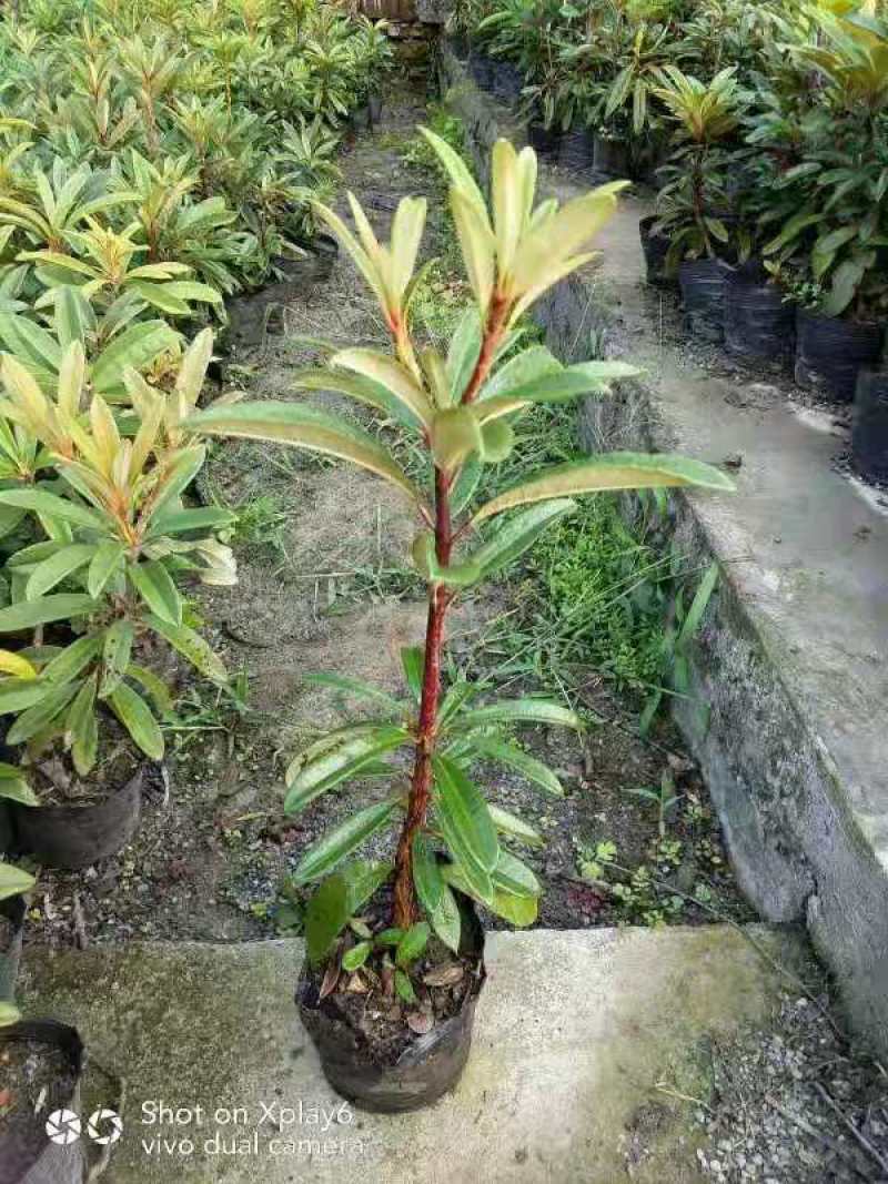 高山杜鹃(马樱花)各个规格齐全(袋苗)