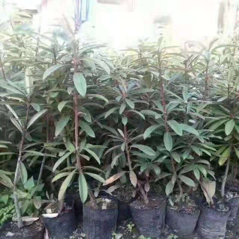 高山杜鹃(马樱花)各个规格齐全(袋苗)