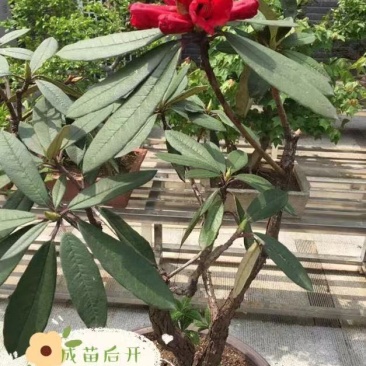 高山杜鹃(马樱花)各个规格齐全(袋苗)
