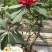 高山杜鹃(马樱花)各个规格齐全(袋苗)