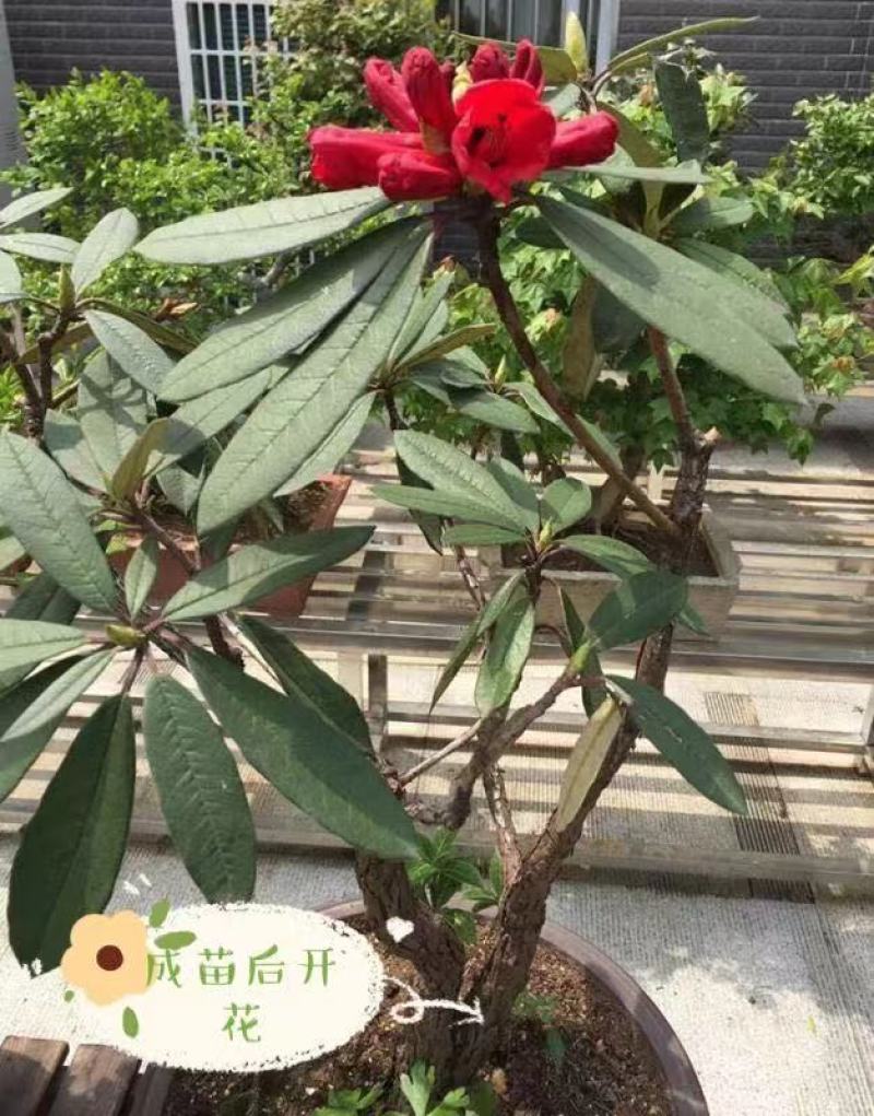 高山杜鹃(马樱花)各个规格齐全(袋苗)
