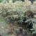 高山杜鹃(马樱花)各个规格齐全(袋苗)