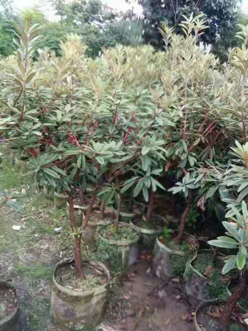 高山杜鹃(马樱花)各个规格齐全(袋苗)