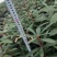 高山杜鹃(马樱花)各个规格齐全(袋苗)