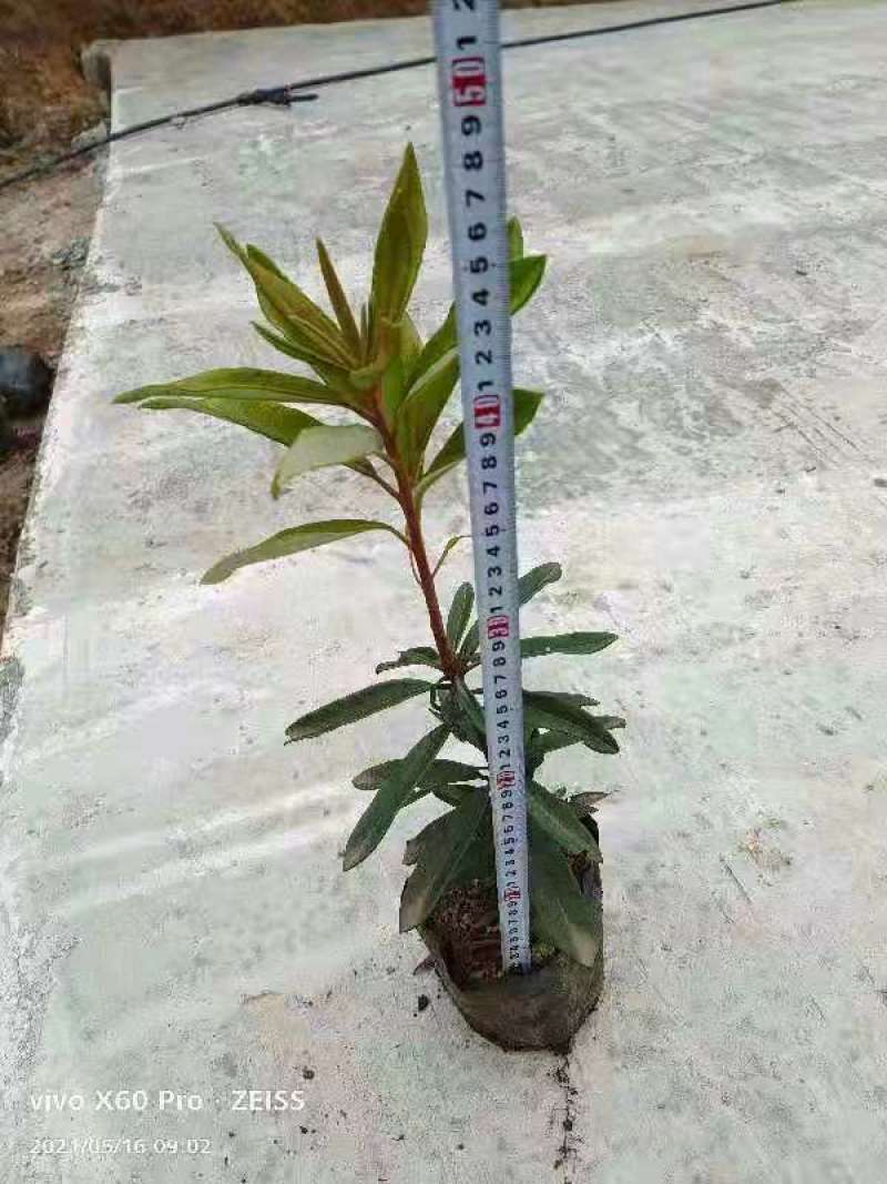 高山杜鹃(马樱花)各个规格齐全(袋苗)