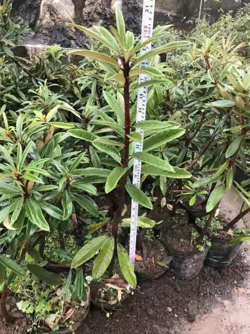 高山杜鹃(马樱花)各个规格齐全(袋苗)