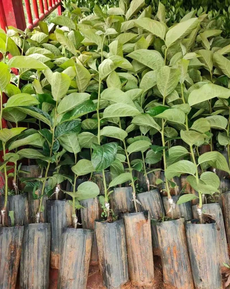 太秋甜柿苗，包正宗假一赔十甜柿子苗，提供免费种植技术，
