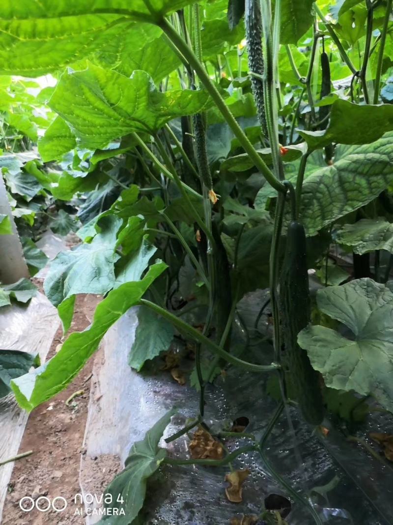 广西种苗基地产地直销，全年供应，代育加工