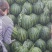河北保定清苑甜王大棚瓜大量上市口感好皮毛亮欢迎新老顾客。