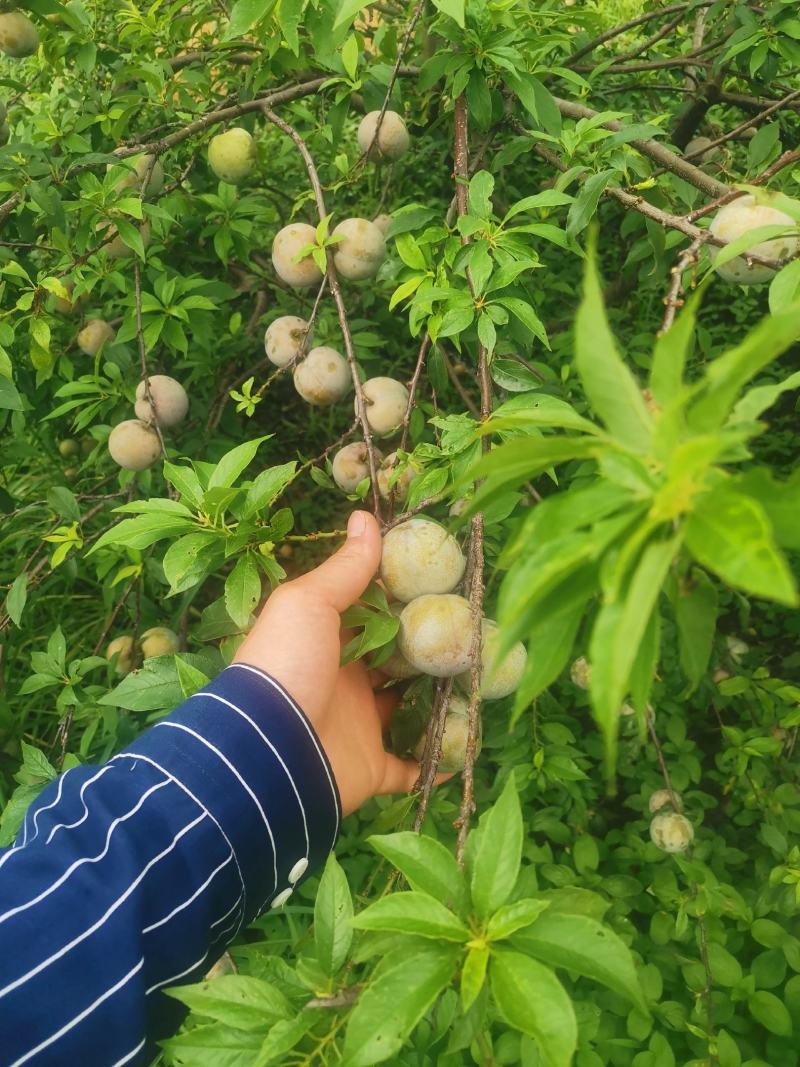 三华李树苗，包正宗，假一赔十，提供免费种植技术
