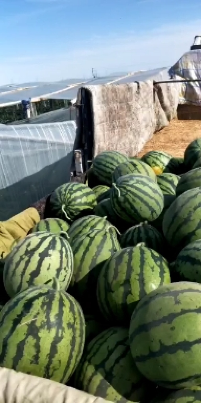 河北保定清苑甜王大棚瓜大量上市口感好皮毛亮欢迎新老顾客。