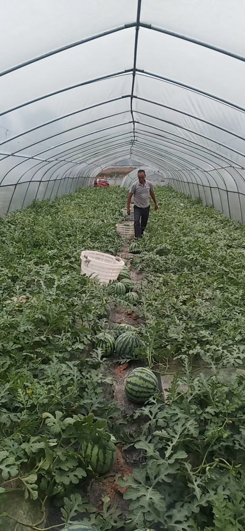 广西育苗基地嫁接西瓜苗产地直销全年供应，代育加工品质保证