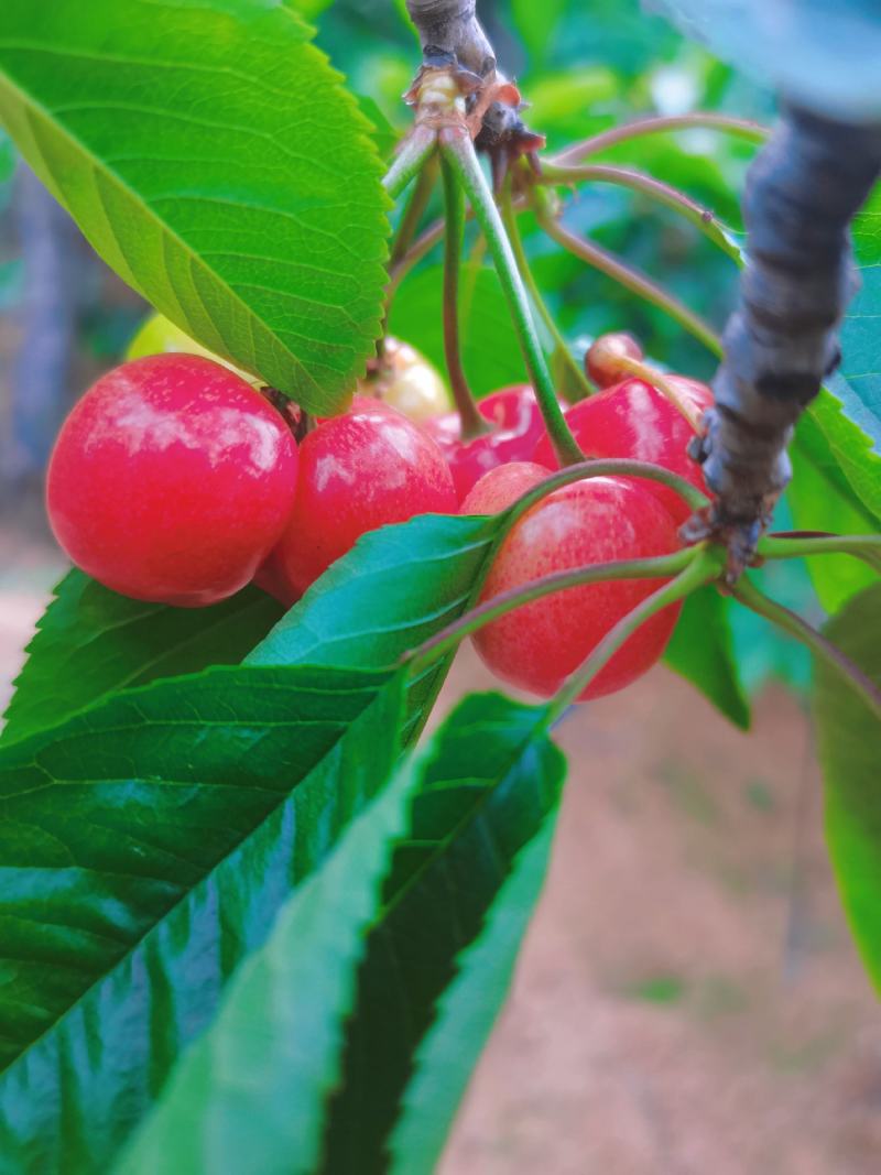 山东红灯大樱桃