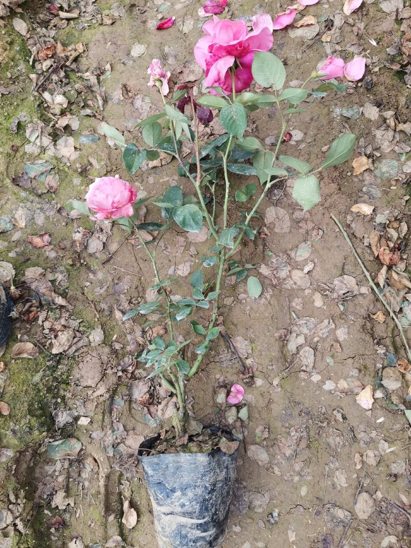 4公分大叶女贞，截头发帽/原冠，树形好，基地直供，