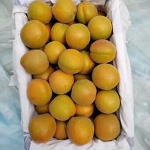 罐头杏，麦黄杏果铺杏，市场货金太阳杏。。欢迎老板前来咨询