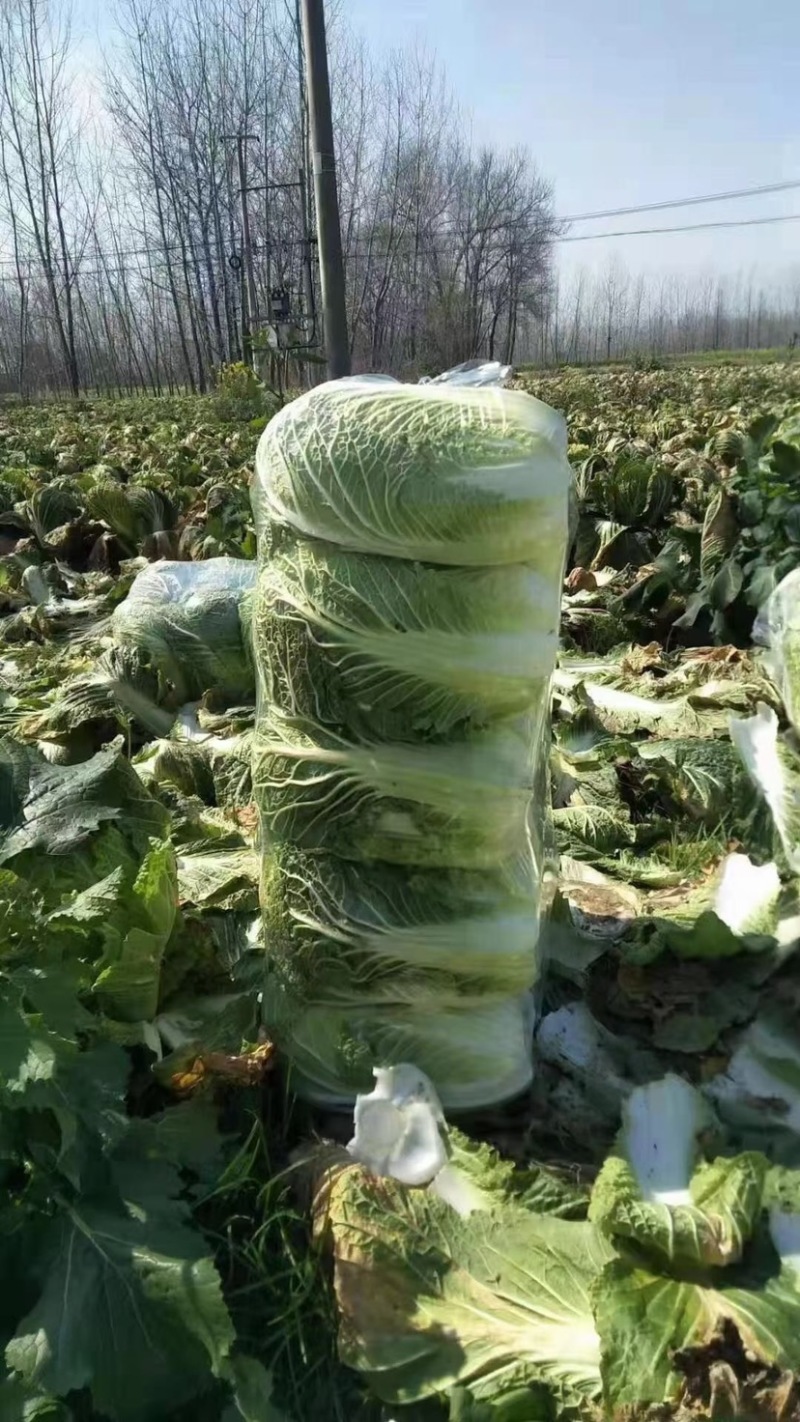 白菜大白菜黄心大白菜产地直销看货采摘保质保量