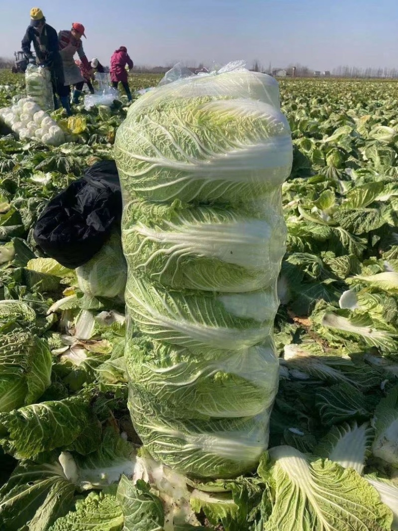 白菜大白菜黄心大白菜产地直销看货采摘保质保量
