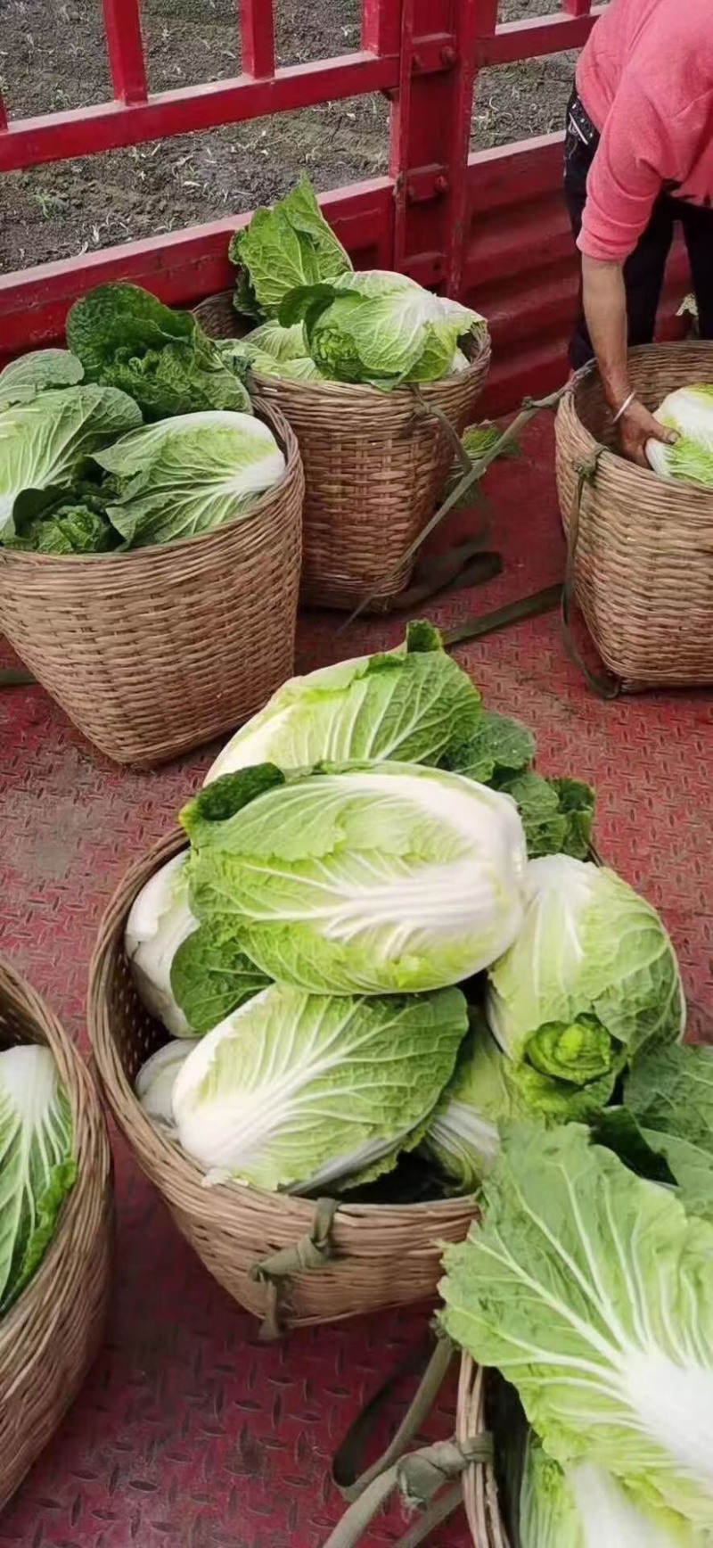 白菜大白菜黄心大白菜产地直销看货采摘保质保量