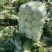 白菜大白菜黄心大白菜产地直销看货采摘保质保量