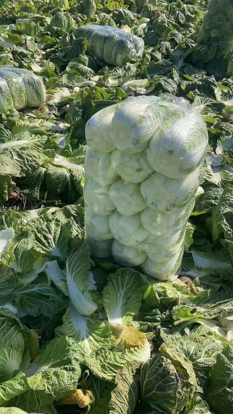 白菜大白菜黄心大白菜产地直销看货采摘保质保量
