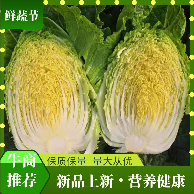 白菜大白菜黄心大白菜产地直销看货采摘保质保量