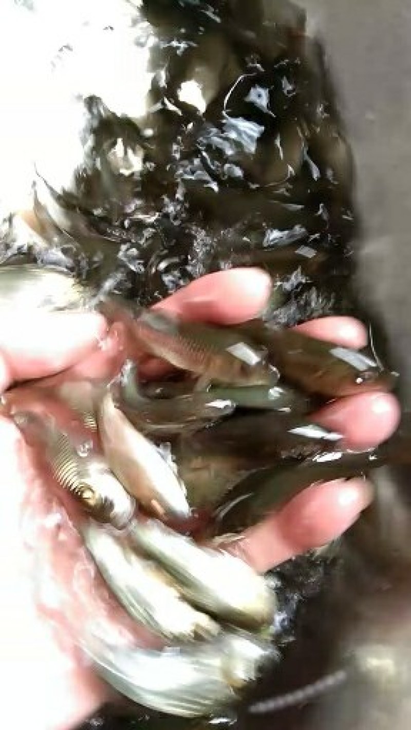 通威鲤鱼苗，品种快大，，一手货源，可视频或场地看货。