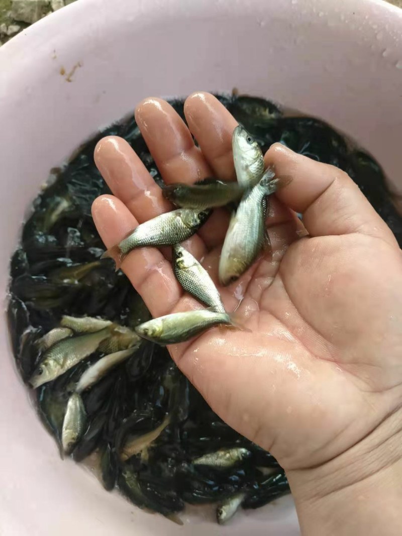 通威鲤鱼苗，品种快大，，一手货源，可视频或场地看货。