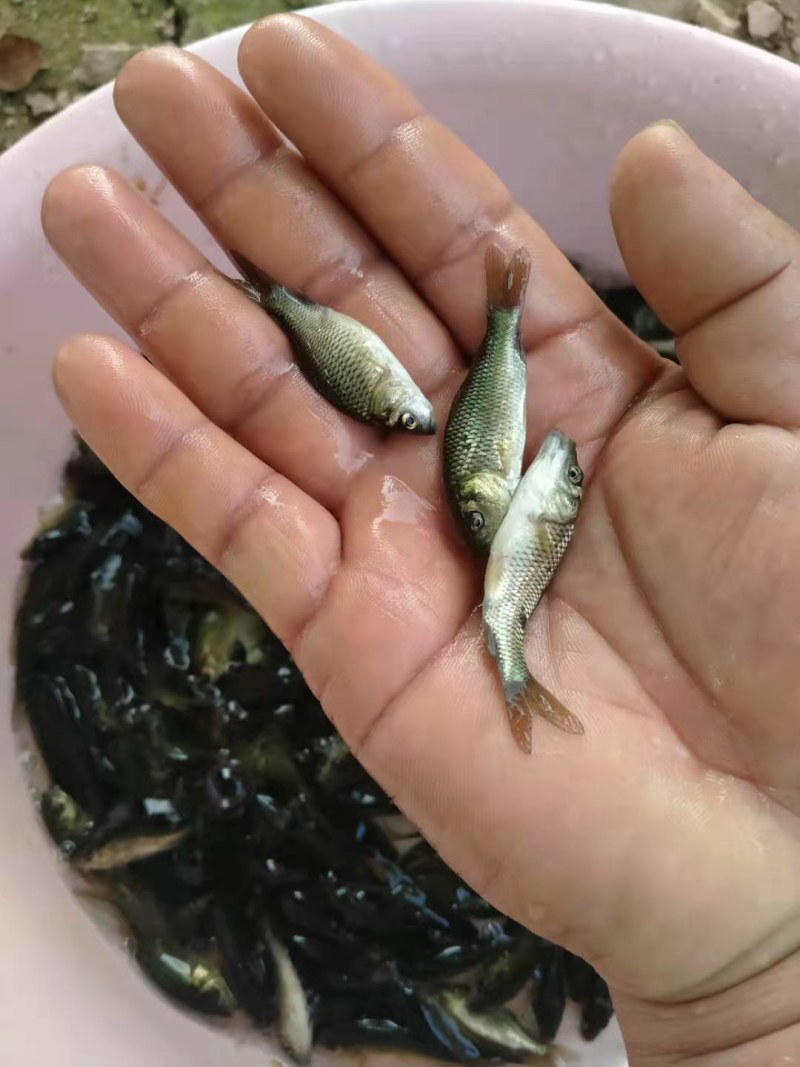 通威鲤鱼苗，品种快大，，一手货源，可视频或场地看货。