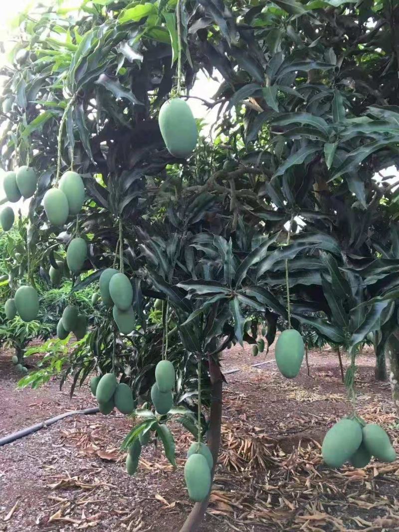 正宗覃斗台农芒果