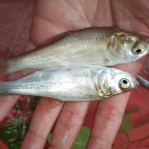 白鲢鱼苗，优质快大，养殖周期短，鱼场直供。