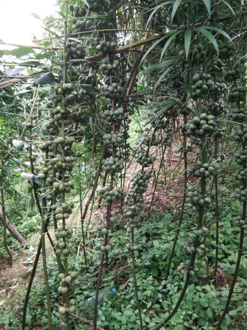 中药材，滇黄精种子