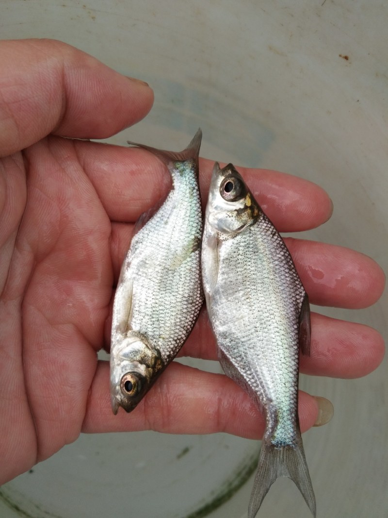 鳊鱼苗（武昌鳊鱼苗。）科技兴渔，技术指导。