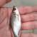 鳊鱼苗（武昌鳊鱼苗。）科技兴渔，技术指导。