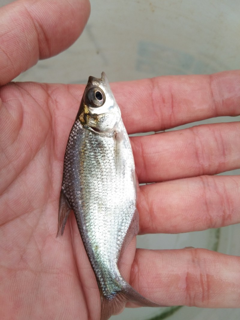 鳊鱼苗（武昌鳊鱼苗。）科技兴渔，技术指导。