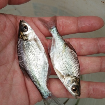 鳊鱼苗（武昌鳊鱼苗。）科技兴渔，技术指导。