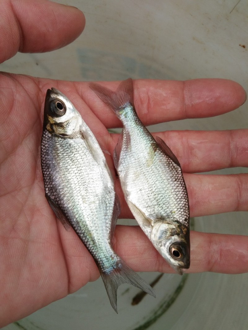 鳊鱼苗（武昌鳊鱼苗。）科技兴渔，技术指导。