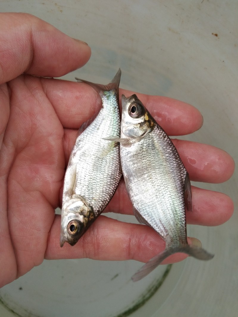 鳊鱼苗（武昌鳊鱼苗。）科技兴渔，技术指导。