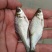 鳊鱼苗（武昌鳊鱼苗。）科技兴渔，技术指导。