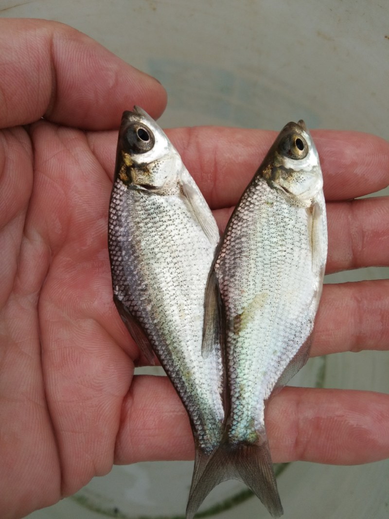 鳊鱼苗（武昌鳊鱼苗。）科技兴渔，技术指导。