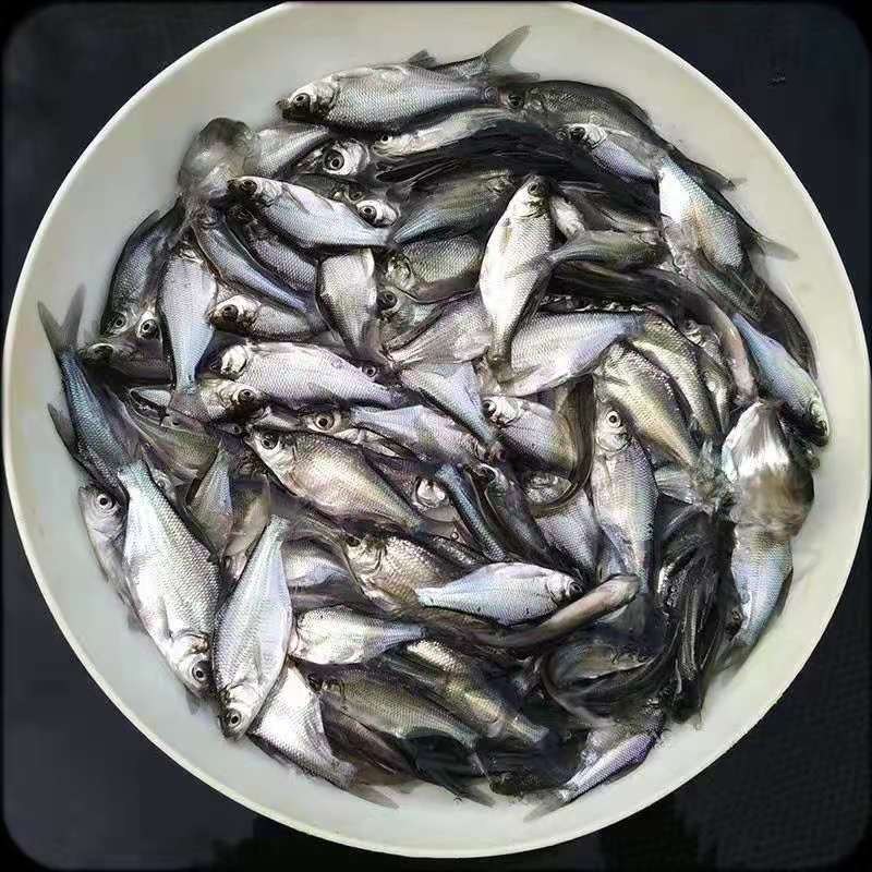 鳊鱼苗（武昌鳊鱼苗。）科技兴渔，技术指导。