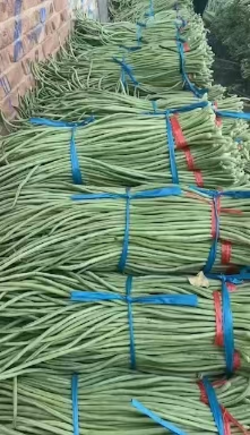 长豆角豆角精品豆角产地一手货源咱有专业的包装人员