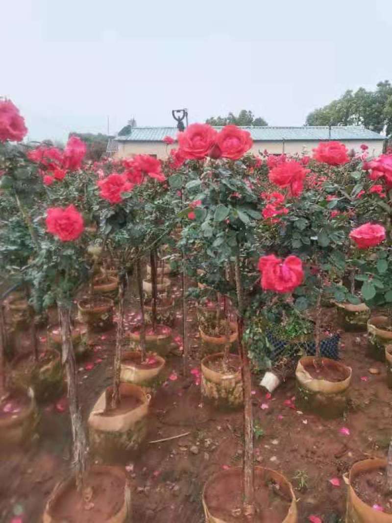 3一4分高杆月秀大量出售，花色多。可常年有货。