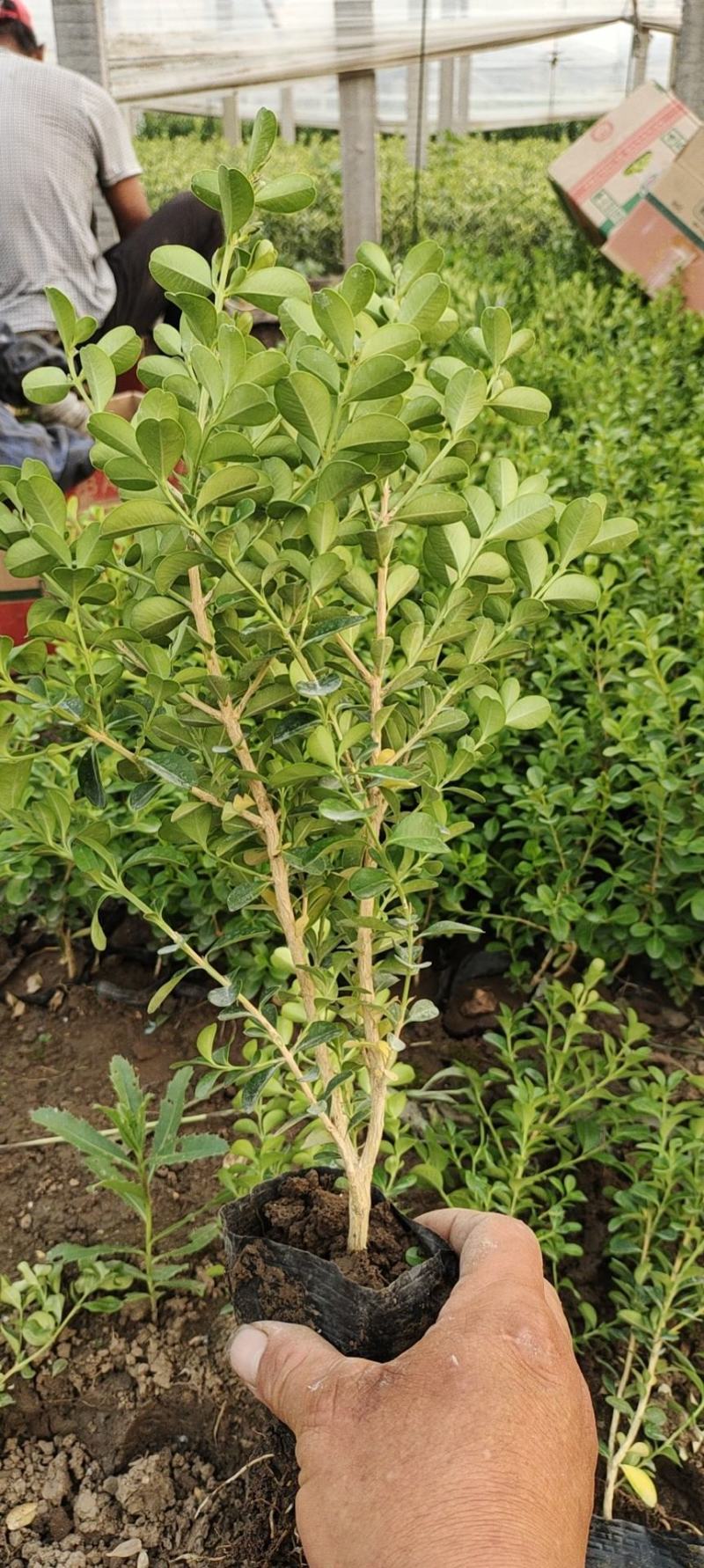 瓜子黄杨不同高度苗圃直发价格低质量好
