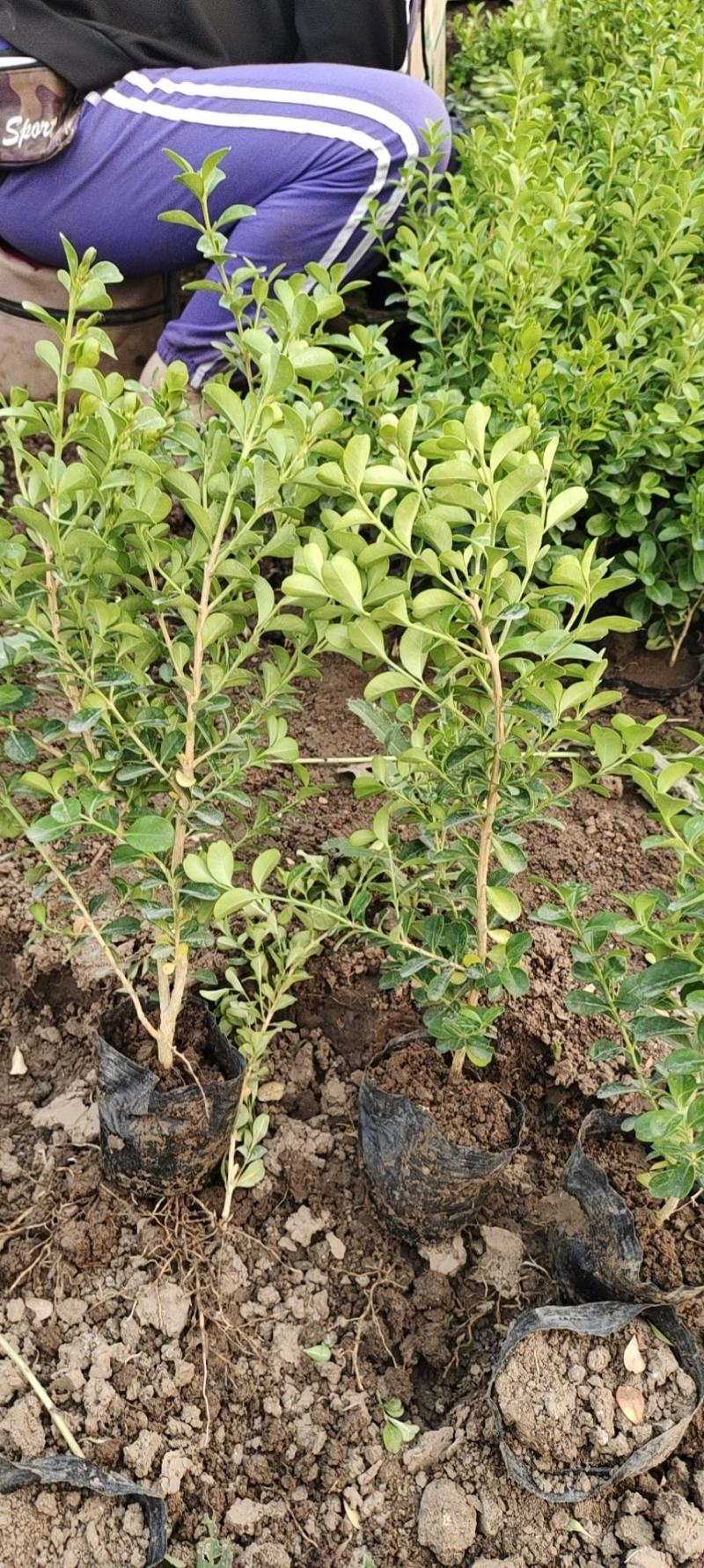 瓜子黄杨不同高度苗圃直发价格低质量好